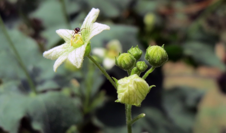 Bryonia cretica subsp. dioica (Tutin, 1968)