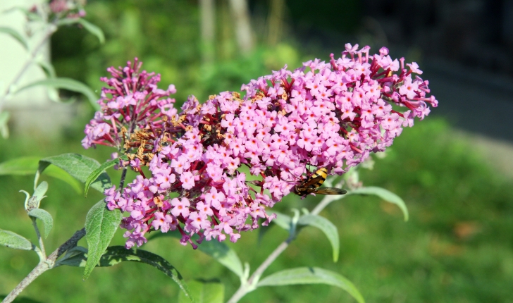 Buddleja davidii (Franch, 1887)