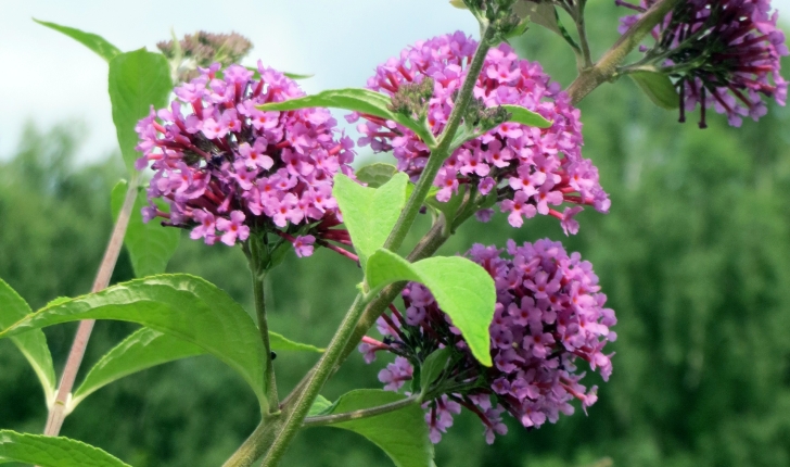 Buddleja davidii (Franch, 1887)