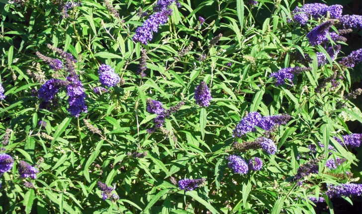 Buddleja davidii (Franch, 1887)