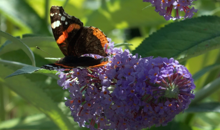 Buddleja davidii (Franch, 1887)