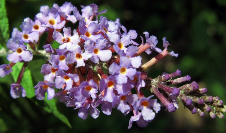 Buddleja davidii (Franch, 1887)