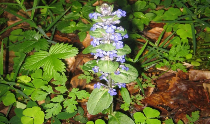 Ajuga reptans L.