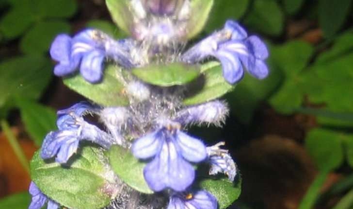 Ajuga reptans L.