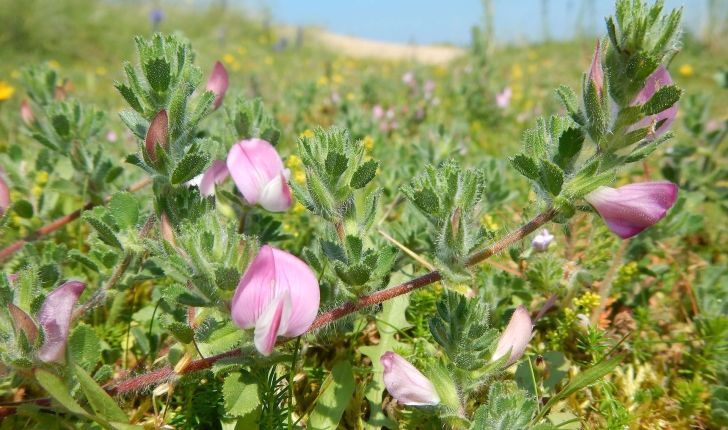 Ononis repens
