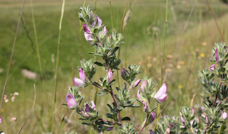 Ononis repens