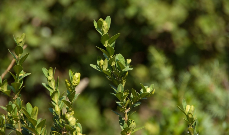 Buxus sempervirens (Linné, 1753)