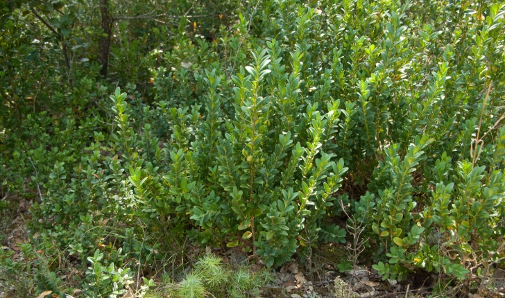 Buxus sempervirens (Linné, 1753)