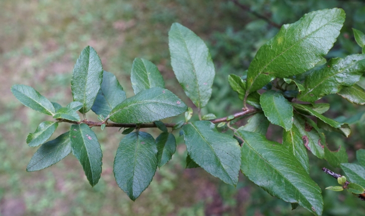 Pyracantha coccinea, M.Roem 1847