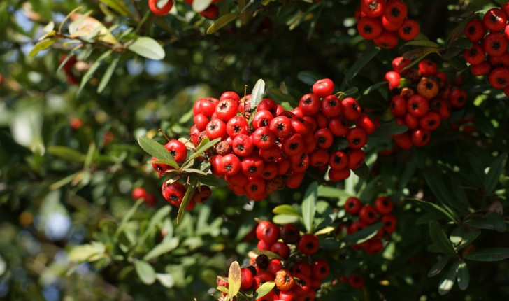 Pyracantha coccinea, M.Roem 1847