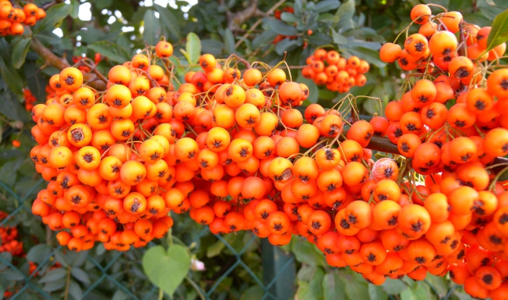 Pyracantha coccinea, M.Roem 1847