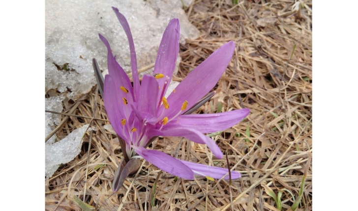 Colchicum sp.
