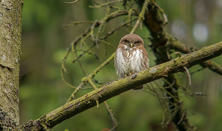 Glaucidium passerinum (Linnaeus, 1758)