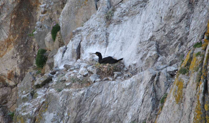 Phalacrocorax aristotelis (Linnaeus, 1761)