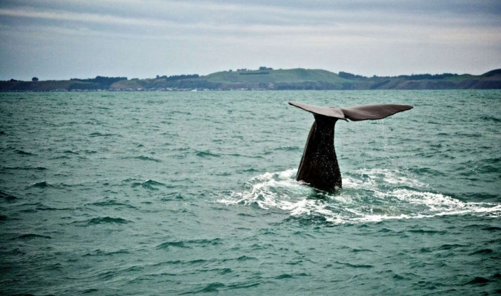 Physeter macrocephalus (Linnaeus, 1758)