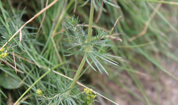 Galium verum
