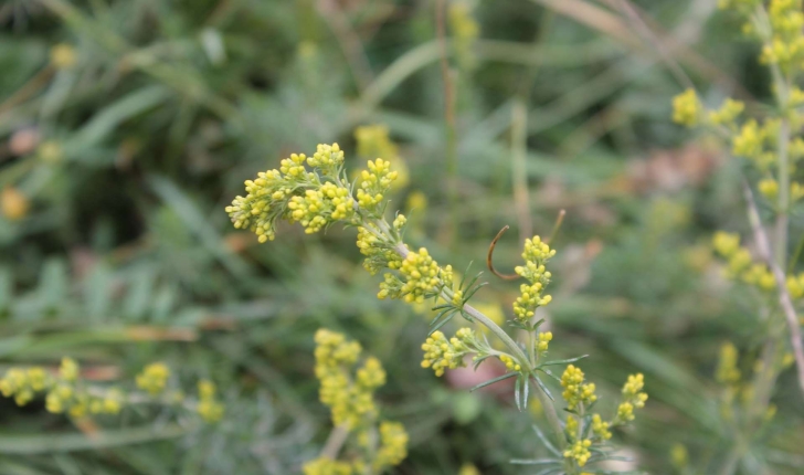 Galium verum