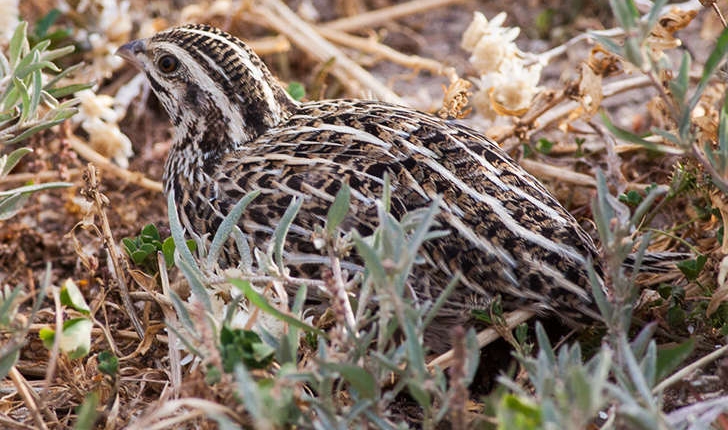 Coturnix coturnix (Linnaeus, 1758)