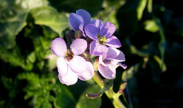 Cakile maritima (Scop.,1772)