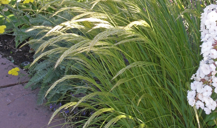 Achnatherum calamagrostis