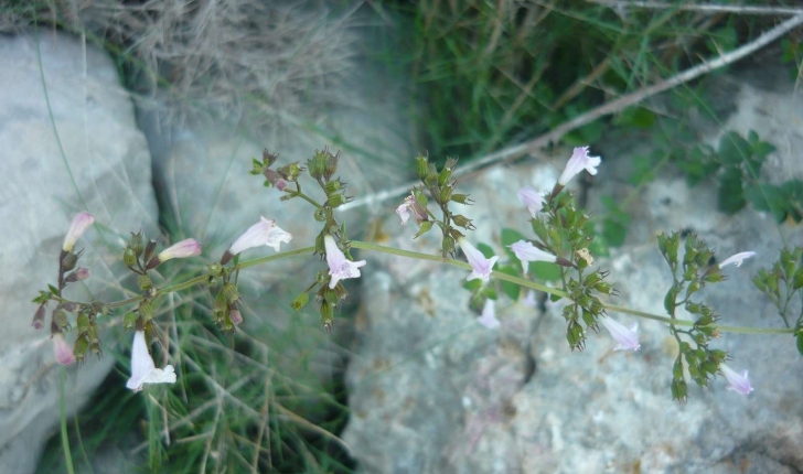 Calamintha nepeta (Kuntze 1891)