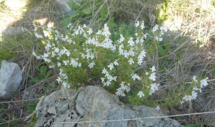 Calamintha nepeta (Kuntze 1891)