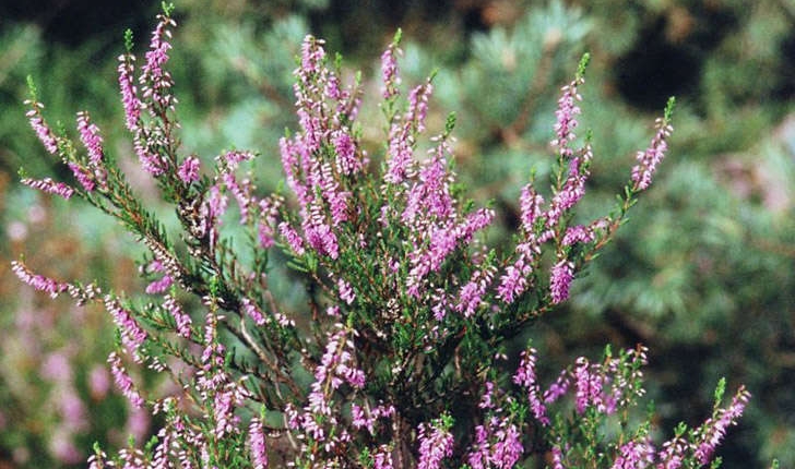 Calluna vulgaris (L. Hull, 1808)