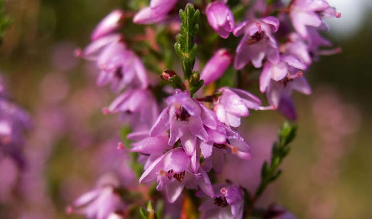 Calluna vulgaris (L. Hull, 1808)