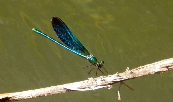 Calopteryx virgo