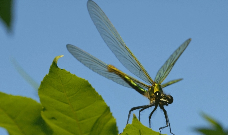 Calopteryx virgo