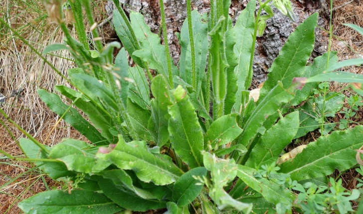 Campanula barbata (L., 1759)