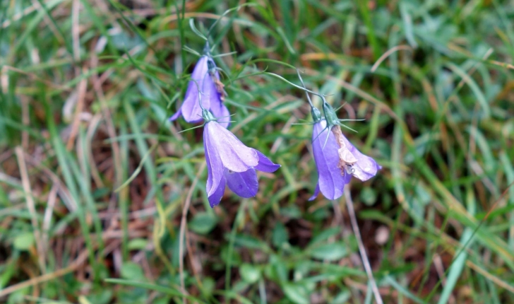 Campanula scheuchzeri (Vill., 1779)