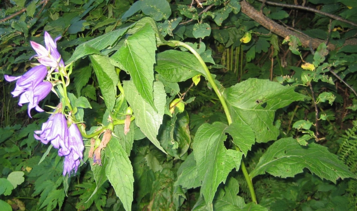 campanula rapunculoides L.