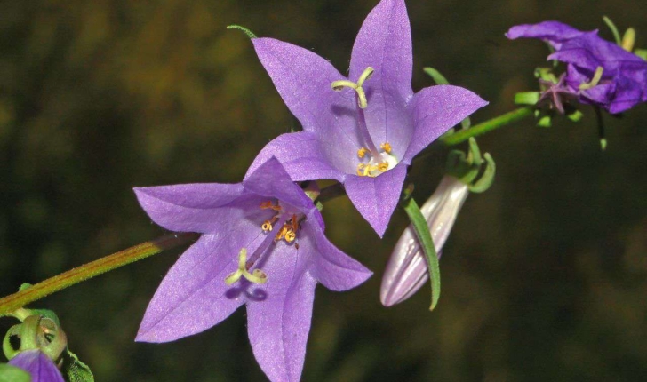 campanula rapunculoides L.