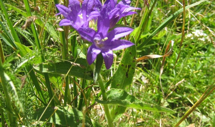 Campanula glomerata L.