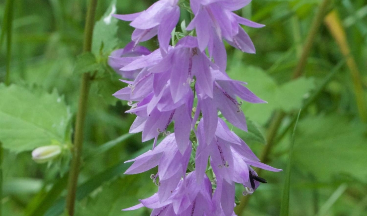 campanula rapunculoides L.