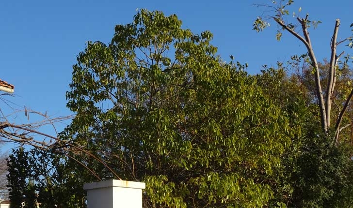 Cinnamomum camphora L.
