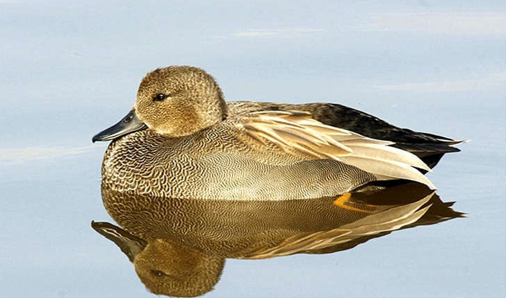 Canard chipeau (Crédits: Ferran Pestana)