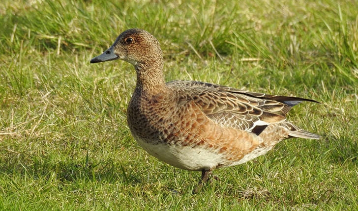 Anas penelope (Linnaeus, 1758)