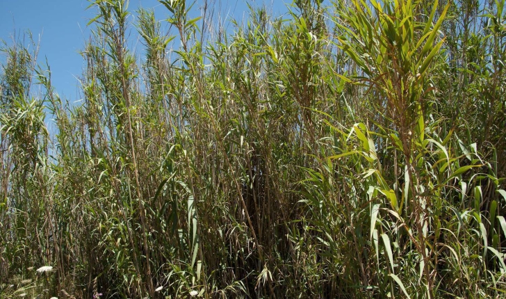 Arundo donax (Linné, 1753)