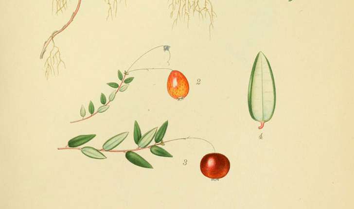 Vaccinium oxycoccos (Hill A. Gray, 1848)