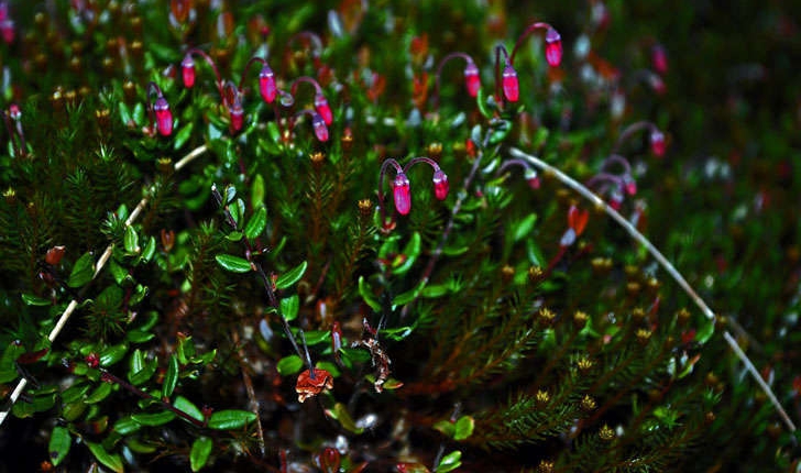 Vaccinium oxycoccos (Hill A. Gray, 1848)