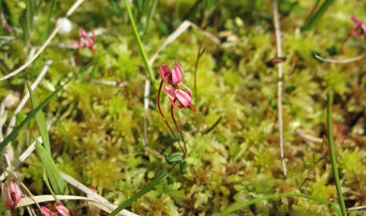 Vaccinium oxycoccos (Hill A. Gray, 1848)