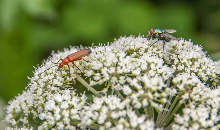 Rhagonycha fulva