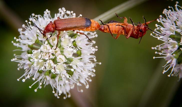 Rhagonycha fulva