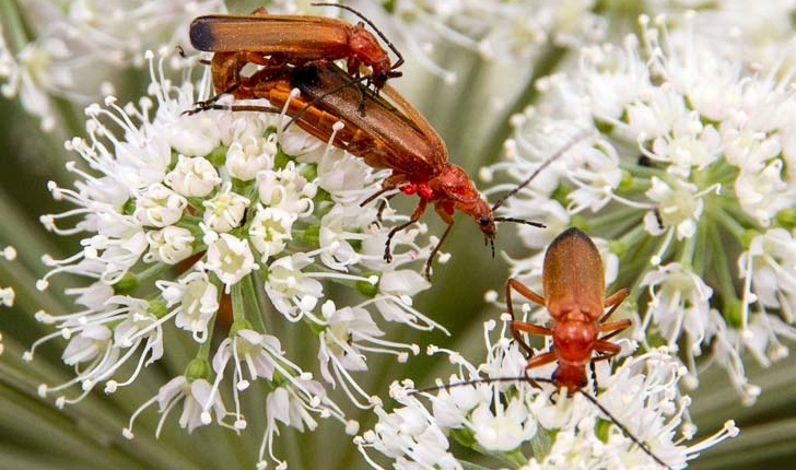 Rhagonycha fulva