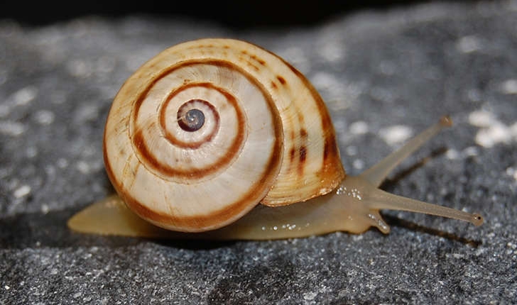 Theba pisana pisana (O.F. Müller, 1774)