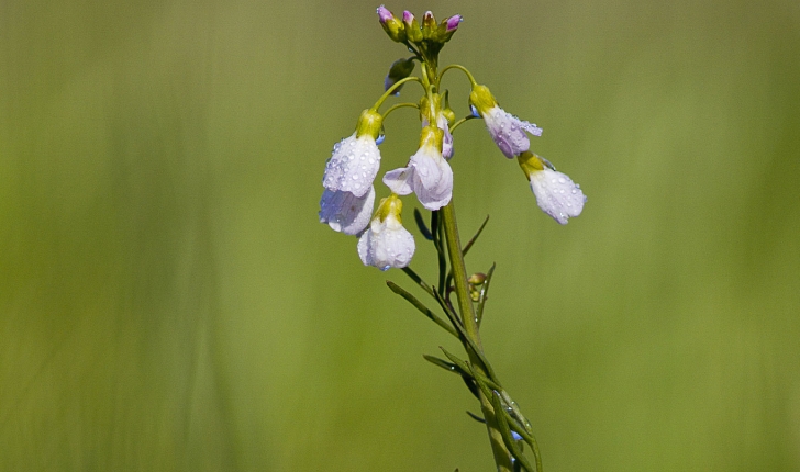 Cardamine pratensis