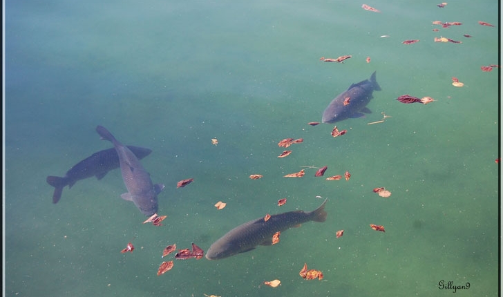 Cyprinus carpio