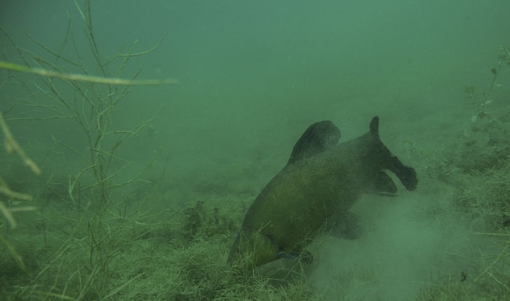 Cyprinus carpio